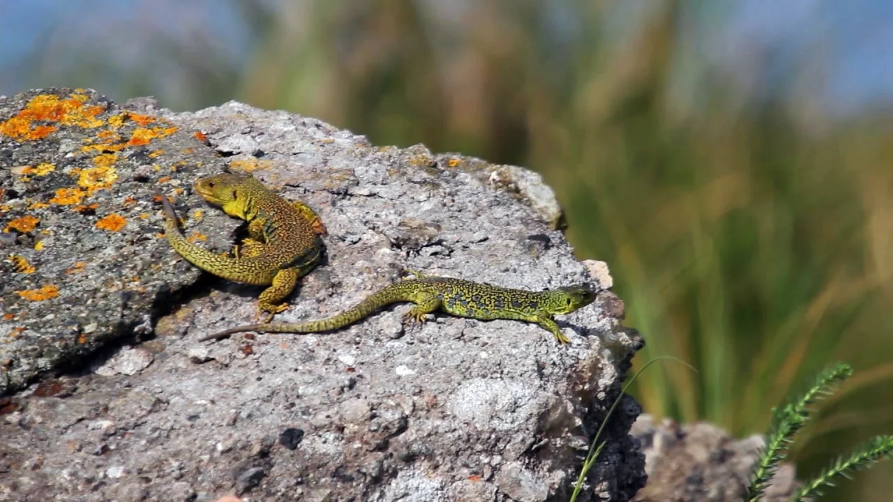 Température idéale et alimentation d’un reptile ?